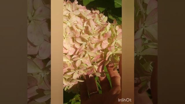 Обзор гортензии Pixio/Пиксио. Саженцы этого прекрасного сорта в продаже.