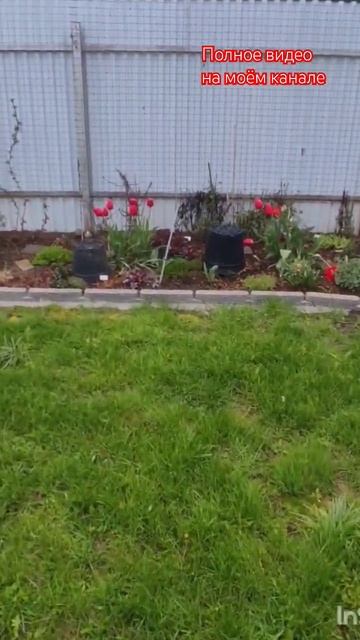 Укрываю растения от майских заморозков