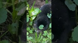 Крот добывает себе еду-2.