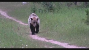 МЕДВЕДЬ ОПАСНАЯ ВСТРЕЧА НА ТРОПЕ МЕДВЕДЬ НА ЯГОДЕ.mp4