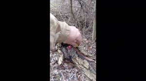 Shorts Forest Spirit # Shorts