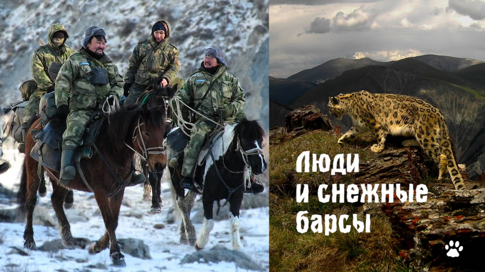 Люди и снежные барсы. Охотники помогают изучать и сохранять снежного барса в горах Алтая (Сибирь) смотреть онлайн
