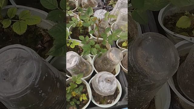 Укоренение розы! 50% !