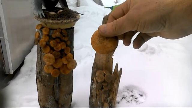 Грибы зимой