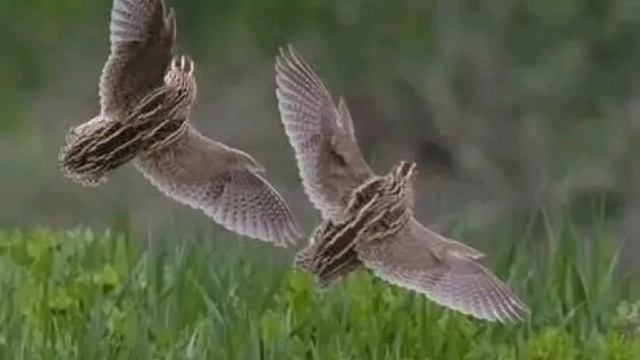 batair ki awaz suba ke liye quil sound wheat morning hunting گندم کی موسم میں شکار والی آواز