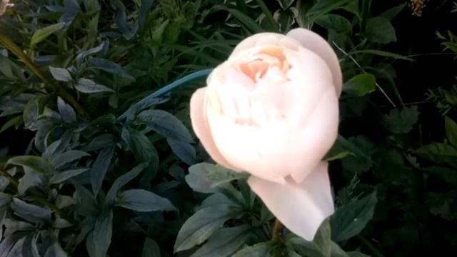 Paeonia Pastelegance смотреть онлайн