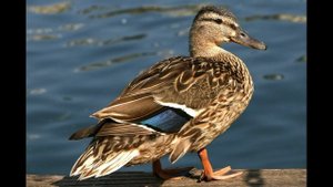 ГОЛОС КРЯКВЫ МАНОК НА УТКУ