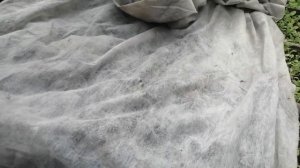 Черенкование вегетативной петунии✂️ (петхоа, крейзитуния, ТАЙДАЛ ВЕЙВ, бланкетки и т. д)