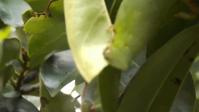 Tomato hornworn/tomato worm (Manduca quinquemaculata) eating soursop (Annona muricata) leaves