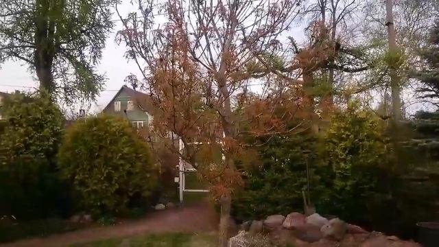 Каштан конский ланцетолистный. смотреть онлайн