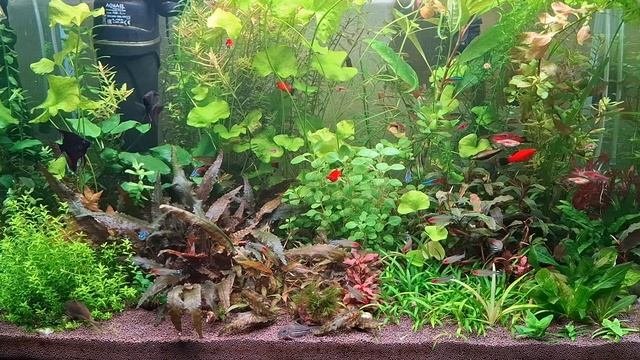 аква