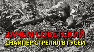 Зачем советский снайпер стрелял в гусей