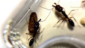 Odontomachus Monticola. Моя давняя мечта