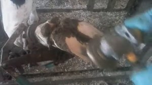 Обрезка копыт КРС