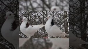 Голуби Гривуны
