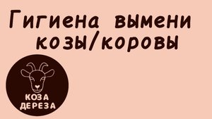 Гигиена вымени козы/коровы. Сколько раз в сутки нужно доить коз?