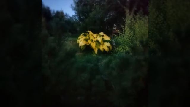 Hosta Dab a Green. смотреть онлайн