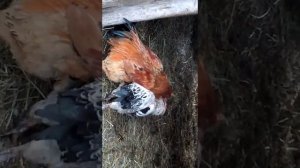 Петух против Петуха