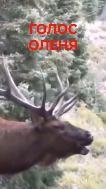 ГОЛОС ОЛЕНЯ #shorts смотреть онлайн