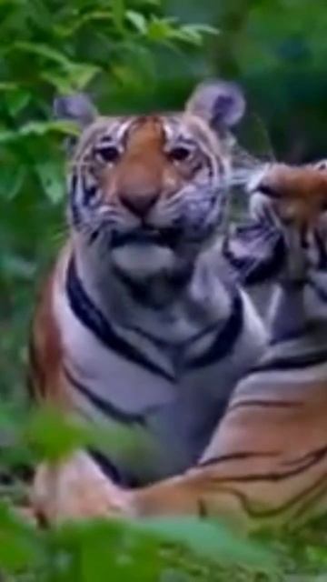 tiger 🐅🐅#trending #viral #wildlifephotography #shorts
