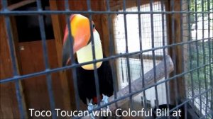 Toco Toucan with Colorful Bill at Sylvan Heights Bird Park