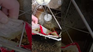 Откачка мёда из забруса с помощью фильтр-мешка.