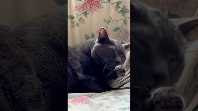 Cleaning session #purr #cats #funny #bluecat #cat #catpurr #cutepets #kitten #kitty #catcat