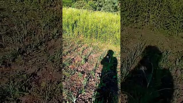 Видео WhatsApp 2025-01-11 в 16.17.30_d093b48e