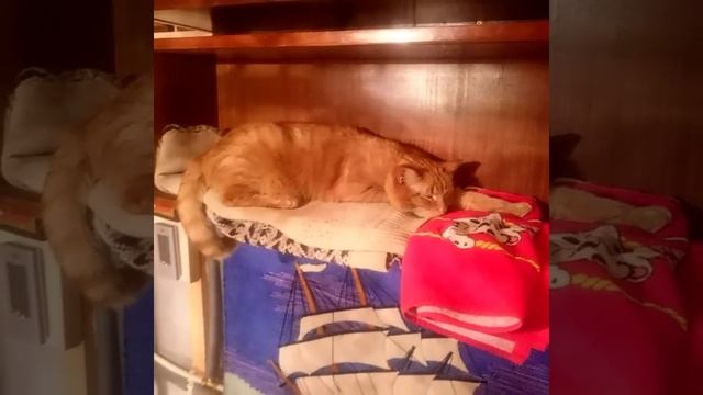 Персиваль и Оссе смотреть онлайн