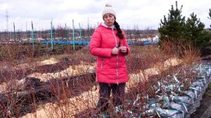 Выращивание голубики в сумках, горшках