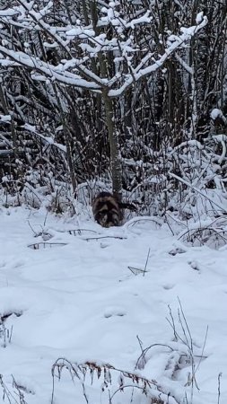 Под дубом. 02.02.2025