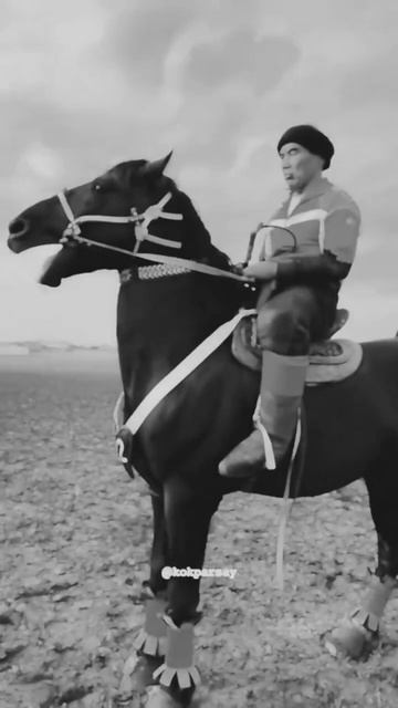 Қошқар палуан #ат #жылқы #лошадь #arabianhorse #arabians #horse #horseriding #arabian #rek