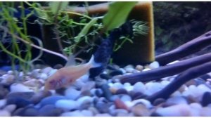 Сом коридорас поранился Corydoras #коридорас #corydoras