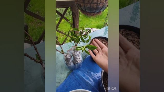 Гортензия Мэджикал Килиманджаро. Продолжение. Часть 2.