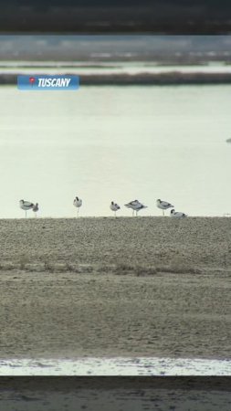 Avocets and Common Greenshank in Tuscany wetlands #birding #birdstories #shorts #italy #waders