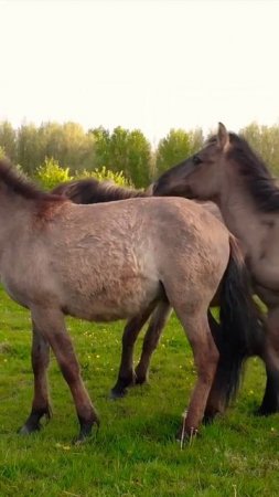 Fighting Konik Stallions and Mares