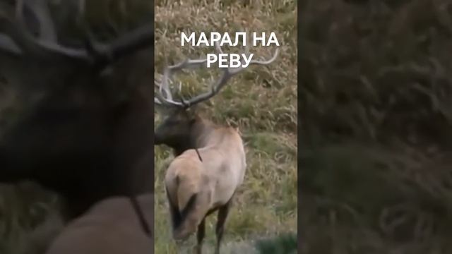 ГОЛОС МАРАЛА #shorts смотреть онлайн