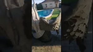 Скамья "Дракон"