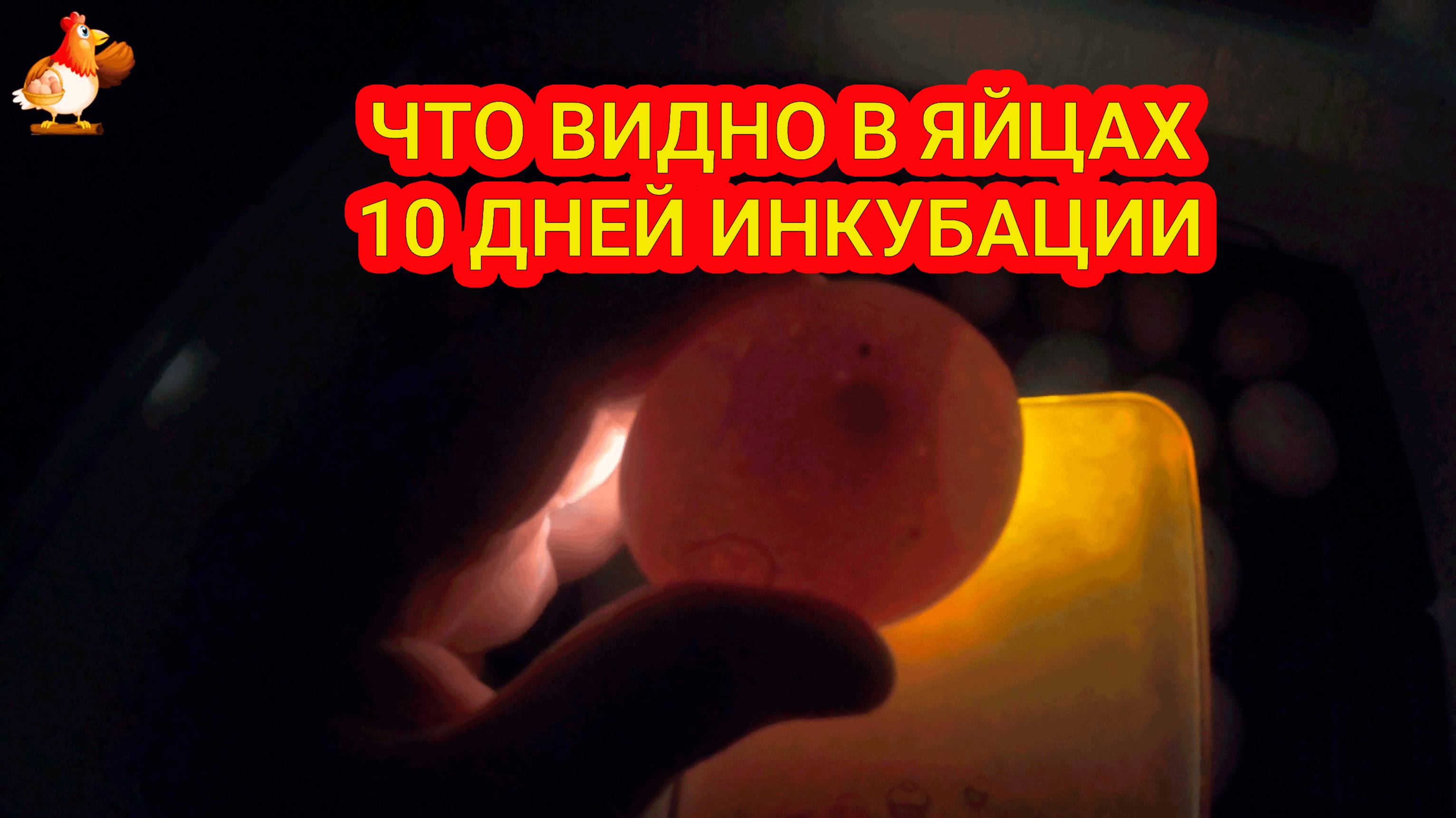 Инкубация цветных яиц 🥚 Что видно через 10 дней ❓ Пенопластовый инкубатор лучший "дед" 😘