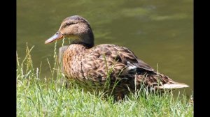 ГОЛОС КРЯКВЫ УТКИ САДЯТСЯ НА ГОЛОВУ