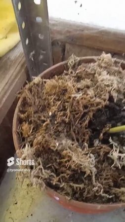 ЖЕНЬШЕНЬ ПОД ОХРАНОЙ ПАУКА! #женьшень#разведениеженьшеня#ginseng