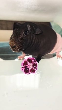 Guinea pig морские свинки