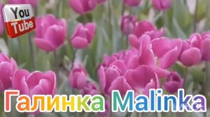 Сельчанка в Америке /Пополнение в семье /Внук или внучка /Обзор /Selchanka v Amerike /Жизнь в США