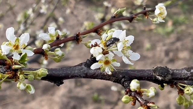 Оленка мохнатая, что за вредитель и как с ним бороться ?