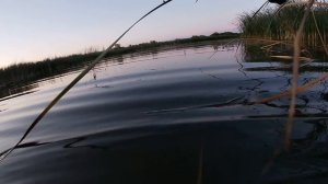 Ловля крупного окуня на Воблеры. Летняя рыбалка. Крупный окунь на спиннинг. Uni Crank сделал рыбалку