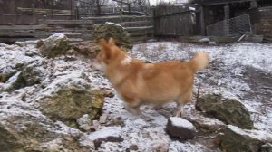 вельш корги пемброк Бакс
