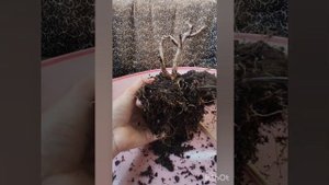 Работа над ошибками. Исправляю гортензию Bonfire. 13.04.2023.