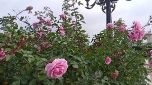 Розы в декабре