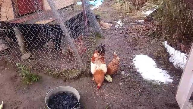 Разговор с курами. смотреть онлайн