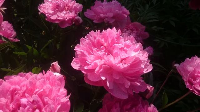 Paeonia Pietertje Vriend Wagenaar смотреть онлайн